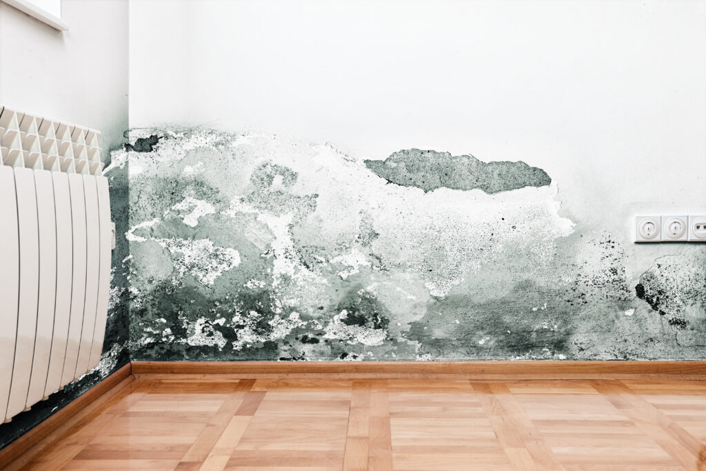 mold testing